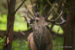 King! - Red Deer Stag
