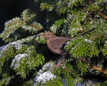 Blackbird - Turdus merula