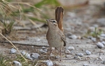Rufous Bush Chat.