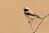 Desert Wheatear