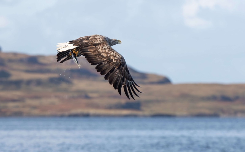 White Tailed Eagle - Isle of Mull - Scotland