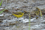 Blue-headed Wagtail