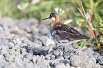 Red-necked Phalarope