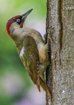 Woodpeckers,Wrynecks portfolio