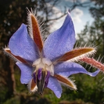 Borage (Borago officinalis) 