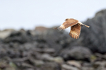 Chimango Caracara in flight, Chile