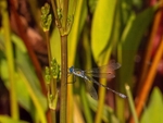 Emerald Damselfly