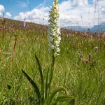 Fragrant orchid (Gymnadenia conospsea. var alba)...albino variety found wherever there are large populations of the species
