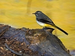 Grey Wagtail