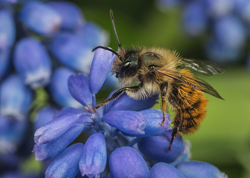 <i>Osmia bicornis</i> male resting on a grape hyacinth flower. Warwickshire, April 2014.