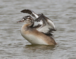Great Crested Grebe (juvenile) flapping its wings