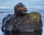 OTTER, ISLE OF MULL, SCOTLAND
