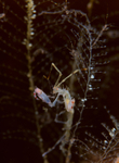 Pseudoprotella phasma (with young)