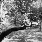 Canopy, Pleasant Unity, Pennsylvania, 2019