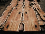 Yew planks