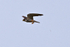 Hobby with Dragonfly at OTmoor RSPB