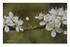 Hawthorn