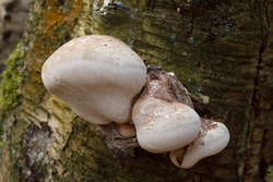 Natural World portfolio