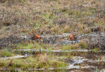Black-tailed Godwits