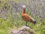 Ruddy Shelduck.