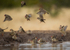 Red-billed Quelea bathing 2