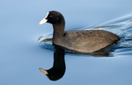 Coot