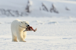 Polar Bear cub carries Fulmar carcass, Svalbard, Norway