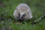 HEDGEHOGS