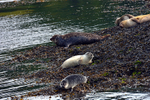 Seals on Loch Linnhe - DSC_9113_00062