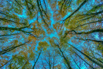 Looking at the sky at Dereen Woods, Ireland.