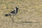 Blacksmith Lapwing