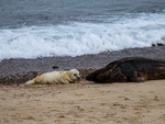 Atlantic Grey Seal