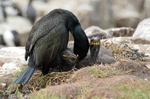 Shag and chicks