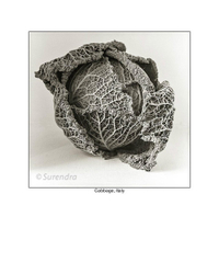 Organic Forms portfolio