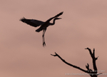Landing heron silhouette