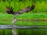 Rothiemurchus Osprey takes off with a trout