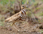 Heuglin's (Three-Banded) Courser portfolio