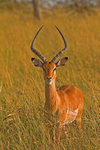 Impala
