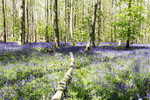 IMG_8747_Blickling Bluebells