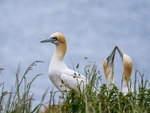 Gannets