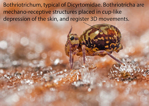 [i]Dicyrtomina saundersi[/i] on the underside of a frosty fallen leaf. Warwickshire, December 2012. 

Note the both…