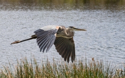 Great Blue Heron _0102