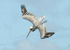 070208 Pelican 2