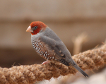 Finch