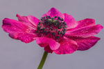 Anemone