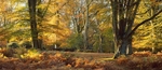 Majestic Beechwoods, New Forest EDC078