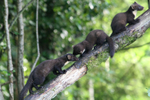 Pine Marten Kits