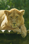 Asiatic lion cub being curious (Cotswold Wildlife Park)