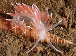 Fjordia sp.