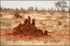 Termite hill